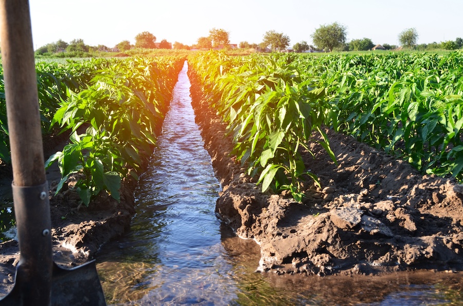 Agricultura